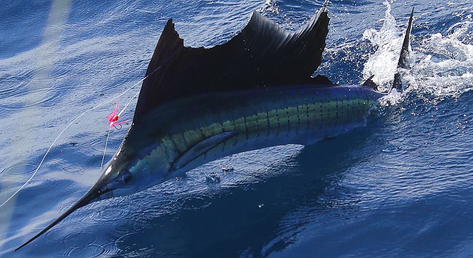 Mo Smith and sons Sailfishing